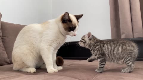 Funny Cat Reaction to New Baby Kitten - Second part