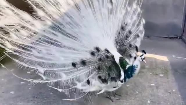 A rare white peacock