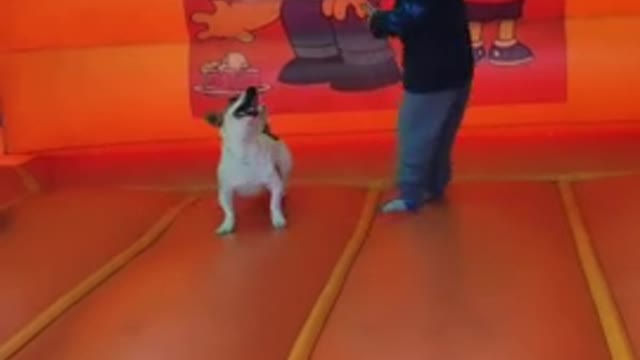 Little boy enjoys bouncy castle with his doggy