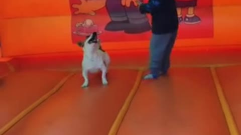 Little boy enjoys bouncy castle with his doggy