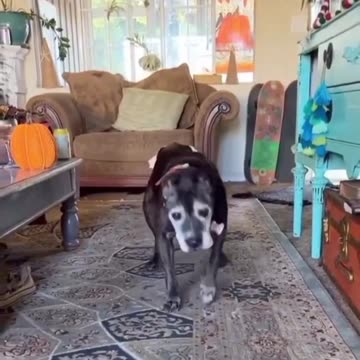 Nine Seconds Of Pure Love. 🤗🐶❤✋