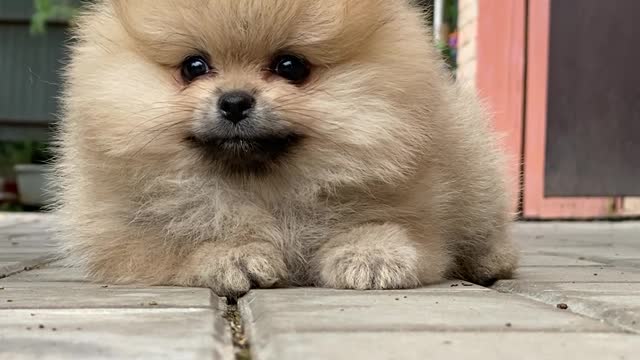 Cute and Little Dog Relaxing