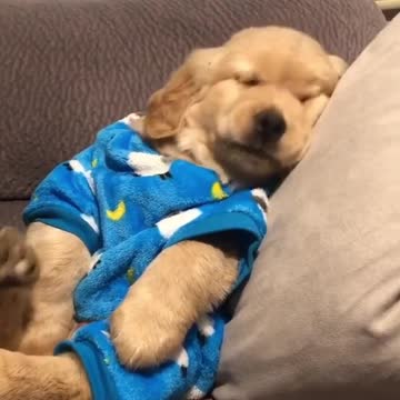 Puppies seeliping time do not disclose