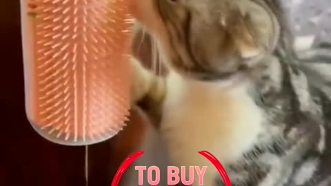 Cute funny Animals video The best cats #Short