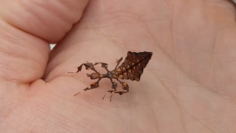 Little Baby Leaf Insect Shows of Its Dance Moves