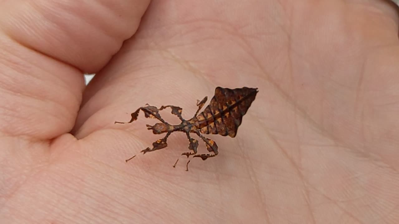 Little Baby Leaf Insect Shows of Its Dance Moves