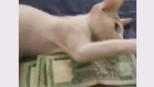 Cat Also Loves Money😜😆