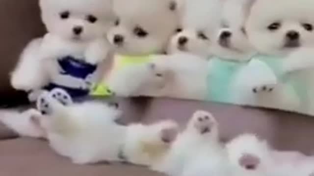 Funny video of cute puppies