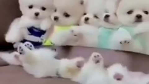 Funny video of cute puppies