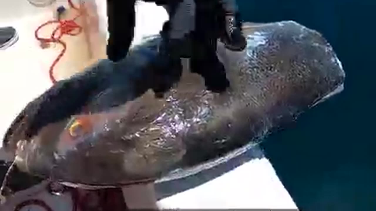 Fishing inside the see