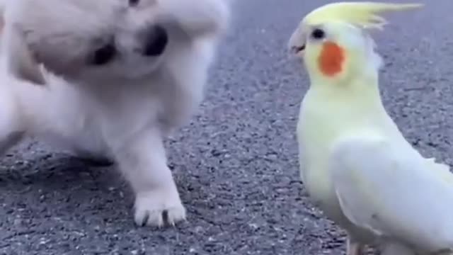 Best Funny Dogs New Videos 2021