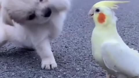 Best Funny Dogs New Videos 2021
