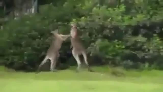 Crazy Kangaroo Fight Knock Out And Put To Sleep