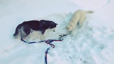 Dogs who like playing with ice.