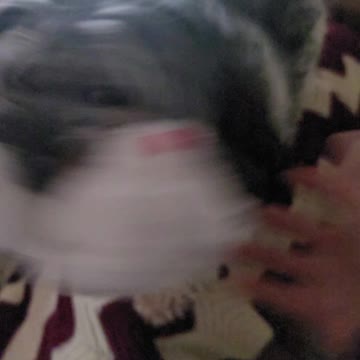 Puppies with the zoomies