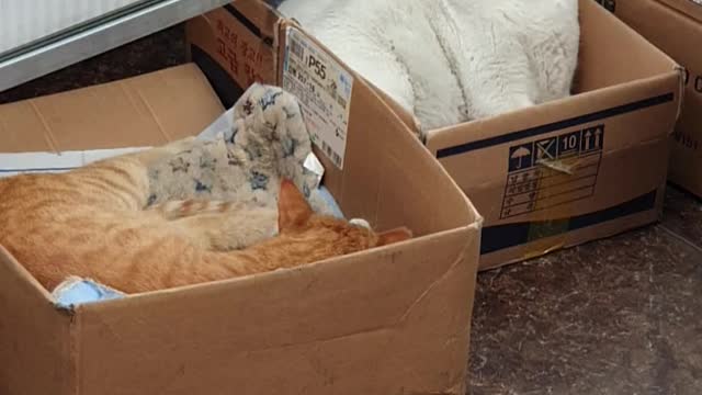 Sleepy cat in the box