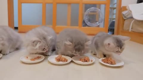 A family of kittens meowing all at once when it's time to eat is so cute.
