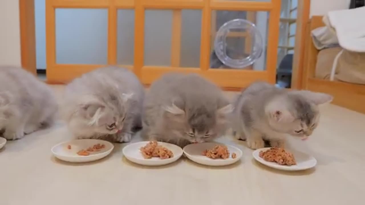A family of kittens meowing all at once when it's time to eat is so cute.