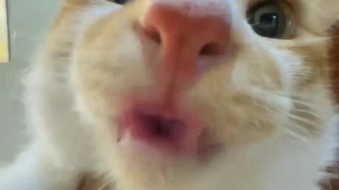 What was your cat's reaction after listening？