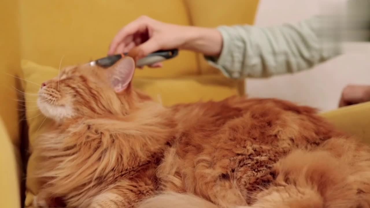 Cat grooming