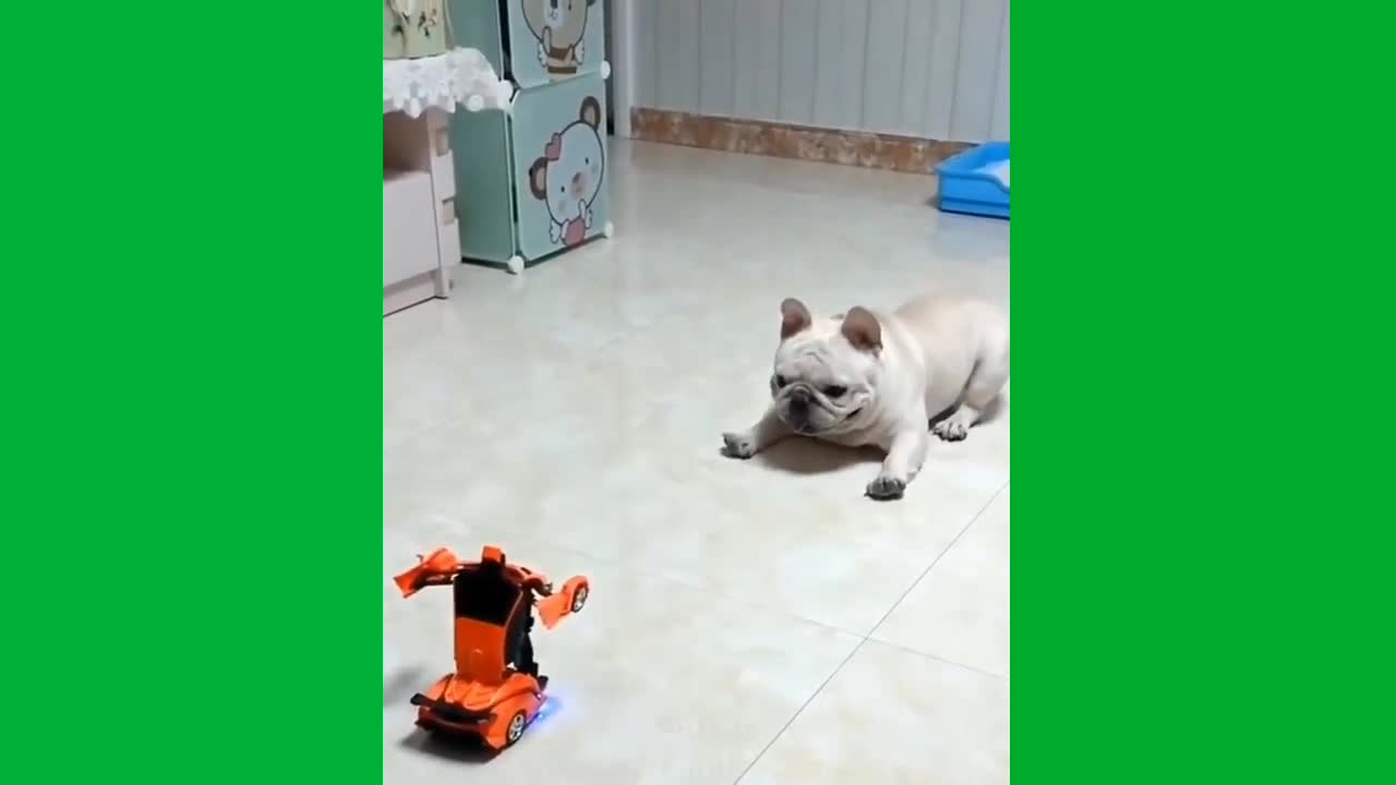 Funny dog,, dog video, amazing video