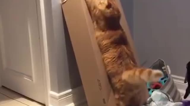 Cats & Tom & Jerry