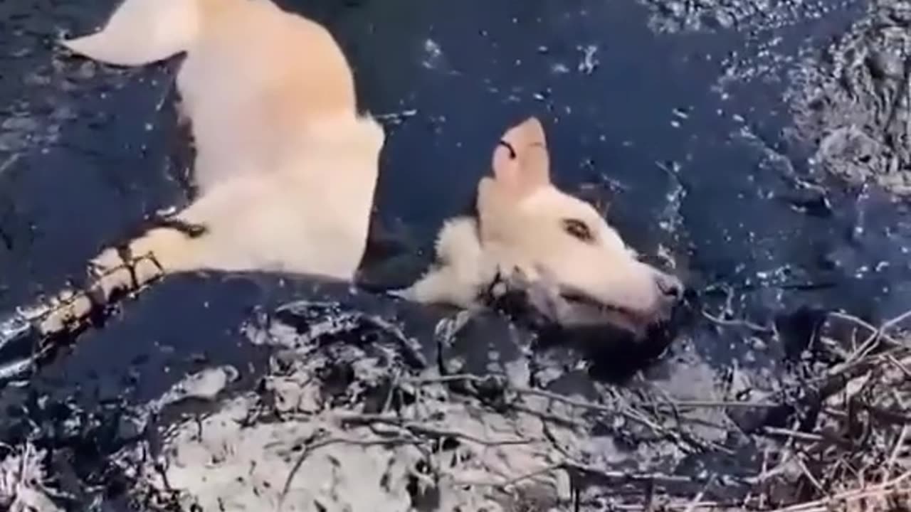 Rescue stray dogs trapped in molten rubber in the hot sun