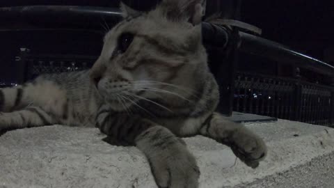 MICHAEL JACKSON - Homeless cat in Ras Al Khaimah, UAE #cat #cats #MichaelJackson #emirates #ae #UAE