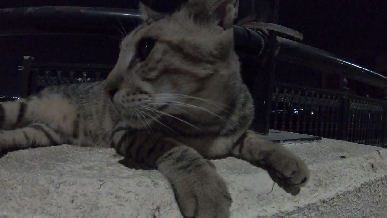 MICHAEL JACKSON - Homeless cat in Ras Al Khaimah, UAE #cat #cats #MichaelJackson #emirates #ae #UAE