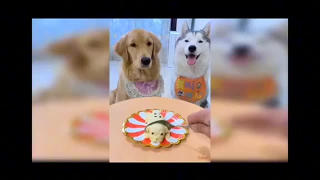 🐕 shocked when seeing a dog been eaten