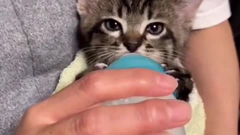 Drink a milk, always harp, small milk, cat, kitten