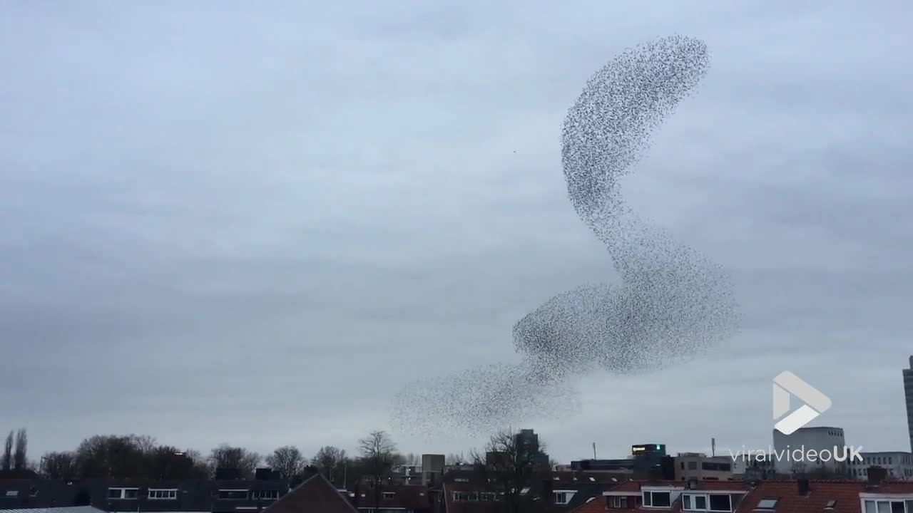 Starlings dancing are mesmerising