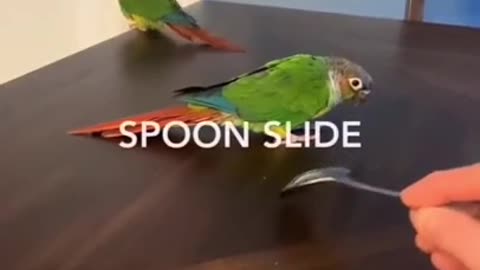 Bird Side Of TikTok