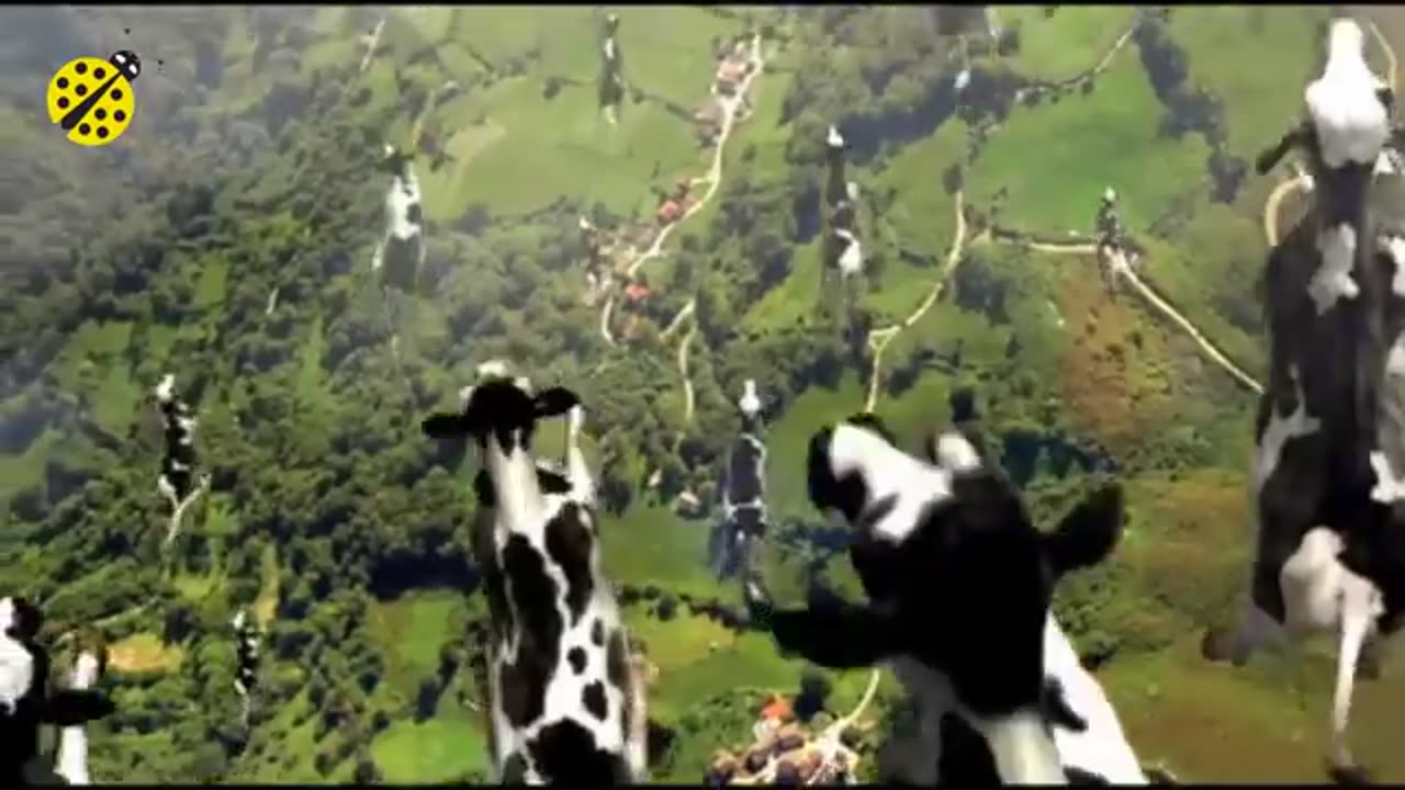 Funny cow dance