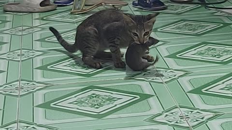 Tom and Jerry real life version