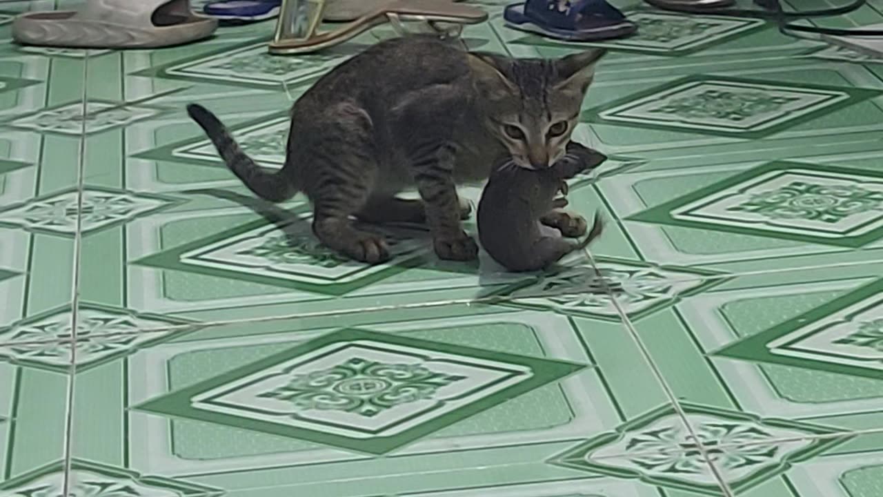 Tom and Jerry real life version