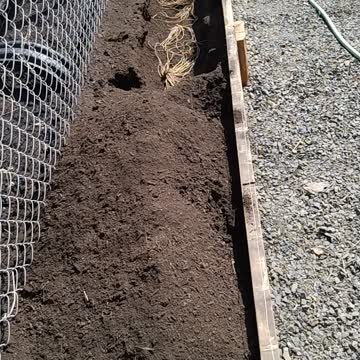 Planting 2nd year asparagus starts
