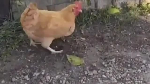 The cat was playing with the mouse and the chicken spoiled its game