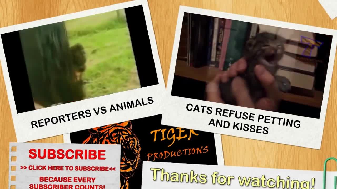 Funny dogs and babies talking cute dog & baby