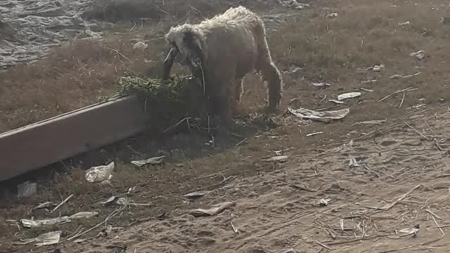 A lamb eating grass alone.