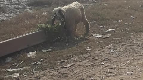 A lamb eating grass alone.