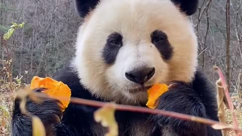 Panda loves to eat