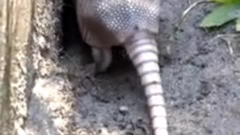 Animal armadillo digs