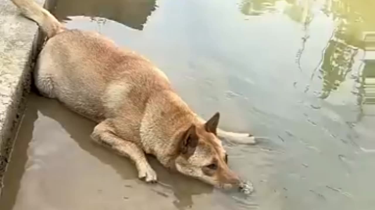 A dog blowing bubbles 🫧😅