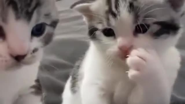 Adorable kittens mate moments | funny cat Shorts videos 2021