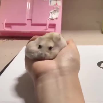 why is it like a stress ball lol