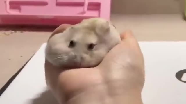 why is it like a stress ball lol