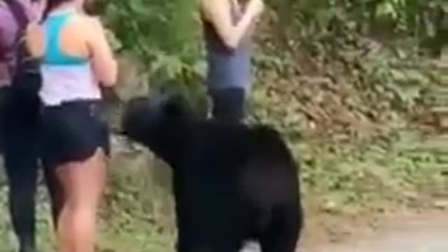 How to survive a bear attack , stand still, stay silent 😰🐻