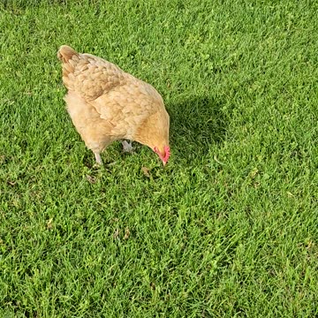 OMC! How much do chickens love green grass?! 🐔💖🥗 #chicken #love #green #grass #salad #shorts #summer