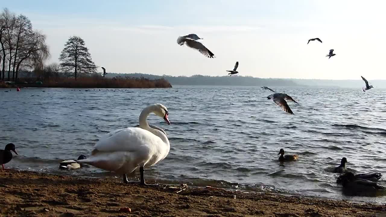 Cygne et Oiseaux